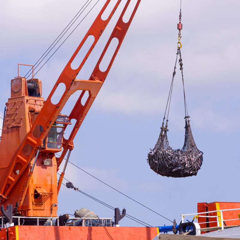 Crane on large fishing boat is lifting tuna fish to transferring into Refrigerated truck at harbor
